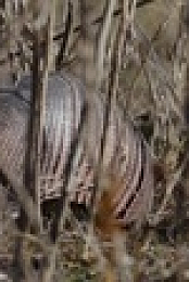 Nature S41E04 American Ocelot 720p WEBRip x264-BAE EZTV