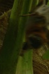 Crazy Monster S01E02 Bats 720p WEBRip x264-SKYFiRE EZTV