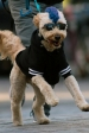 The Pack S01E05 720p WEB h264-KOGi EZTV