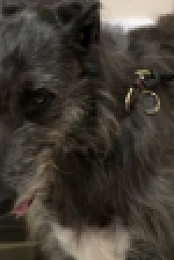 Vets Saving Pets S01E05 720p WEB x264-CookieMonster [eztv]