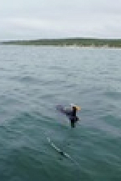 When Sharks Attack 360 S01E06 720p WEB h264-EDITH EZTV