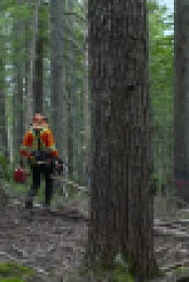 Timber Titans S01E06 XviD-AFG EZTV