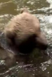 Worlds Funniest Animals S01 WEBRip AAC2 0 x264-BAE EZTV