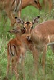 Wild Child S02E03 XviD-AFG EZTV