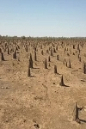 Outback Ringer S01E08 480p x264-mSD EZTV