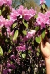 The Beechgrove Garden S42E03 480p x264-mSD [eztv]