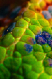 Nature S42E08 720p x265-T0PAZ EZTV