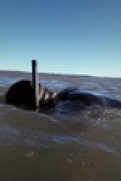 Shark Attacks Files S02E01 1080p HDTV H264-CBFM EZTV