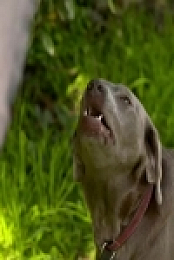 Dogs Behaving Badly S03E07 480p x264-mSD EZTV