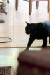 My Cat from Hell S09E10 720p WEB h264-KLINGON[eztv]