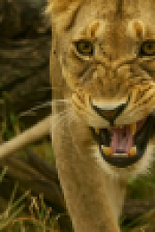 Serengeti S01 EP04 Misfortune HDTVRip