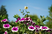 Beautiful Flowers Wallpapers {Pack - 148}