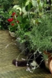 The Beechgrove Garden S42E19 XviD-AFG EZTV
