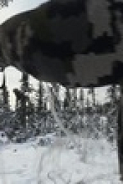 Alone S10E11 XviD-AFG EZTV