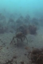 Wildest Places Antartica S01E01 480p x264-mSD [eztv]