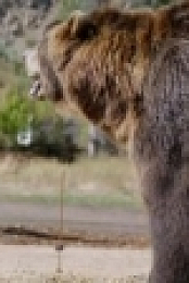 Man vs Bear S01E05 Born to Run WEBRip x264-CAFFEiNE [eztv]