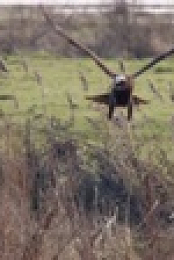 Winterwatch S10E08 720p WEB H264-iPlayerTV EZTV