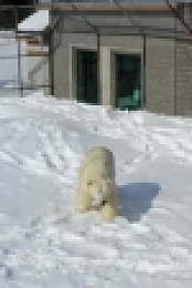 Arctic Vets S01E04 XviD-AFG EZTV
