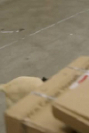 Dog Squad S13E10 480p x264-mSD EZTV