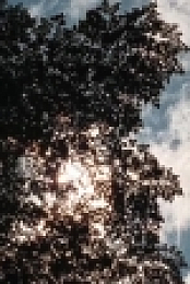 The Walking Dead S06E10 PROPER HDTV x264 KILLERS rarbg