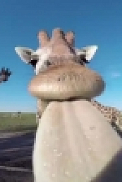 Worlds Funniest Animals S01E04 WEB h264-BAE EZTV