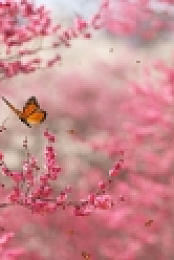 Beautiful Nature Screensaver