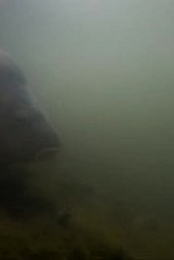 Monster Carp S06E02 480p x264-mSD EZTV