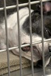 Pets And Pickers S01E02 XviD-AFG EZTV
