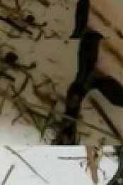 The Proof Is Out There S02E07 XviD-AFG EZTV