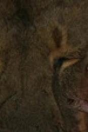 The Wild Sides S01E02 XviD-AFG EZTV