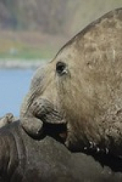 Big Beasts S01E02 480p x264-mSD EZTV