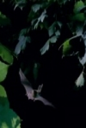 Wild and Weird S02E04 480p x264-mSD [eztv]