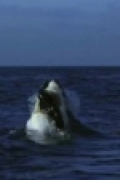 When Sharks Attack S05E06 Trouble in Socal WEB x264-CAFFEiNE [eztv]