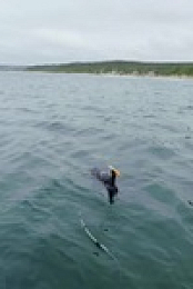 When Sharks Attack 360 S01E06 480p x264-mSD EZTV