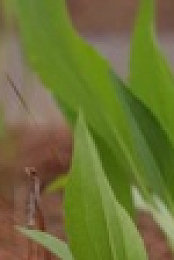 Kill Your Lawn S01E08 XviD-AFG EZTV