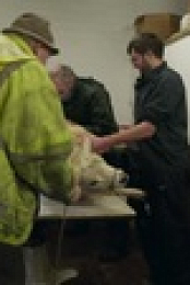 Mountain Vets S03E01 XviD-AFG EZTV