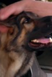 Dog Squad S12E05 XviD-AFG EZTV