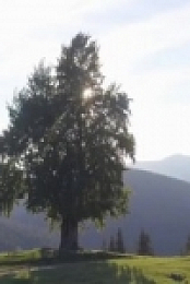 A New Leaf S01E12 480p x264-mSD [eztv]