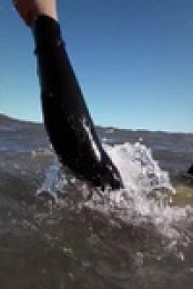 Shark Attacks Files S02E01 480p x264-mSD EZTV