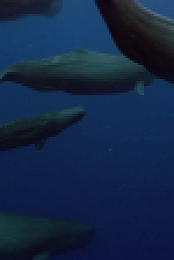 Nature S42E12 720p x264-FENiX EZTV