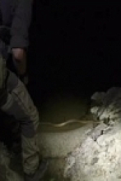 Coyote Peterson-Brave the Wild S01E11 Constricted by a Colossal Python iNTERNAL 480p x264-mSD [eztv]