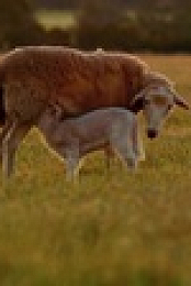 Wild Child S02E18 XviD-AFG EZTV