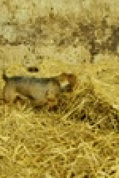 Tractor Ted S01E02 720p WEB h264-SALT EZTV