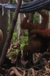Becoming Orangutan S01E01 1080p HDTV H264-CBFM EZTV