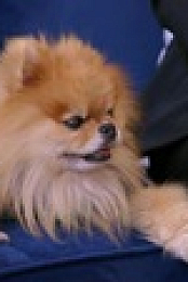 Vanderpump Dogs S01E06 XviD-AFG EZTV