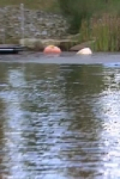 The Bachelor S25E04 480p x264-mSD EZTV