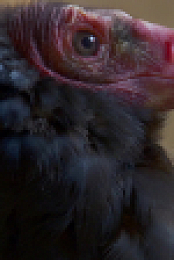 Inside the Zoo S01E06 1080p WEBRip x264-CBFM EZTV