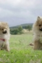 Puppy School S01E02 HDTV x264-PLUTONiUM [eztv]