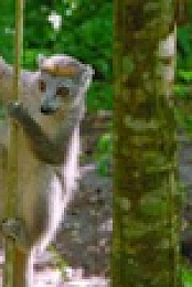 Madagascars Weirdest S01E01 XviD-AFG EZTV
