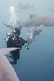 When Sharks Attack S08E03 1080p HEVC x265-MeGusta EZTV